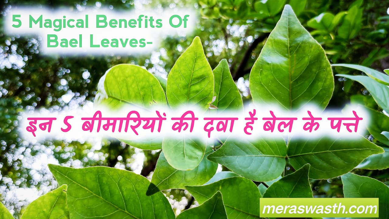 5 Magical Benefits Of Bael Leaves- इन 5 बीमारियों की दवा है बेल के ...