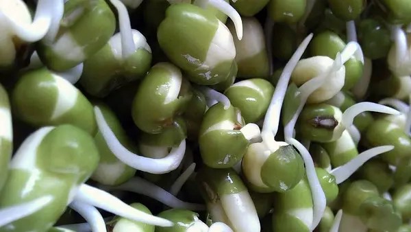 Sprouted Moong Dal